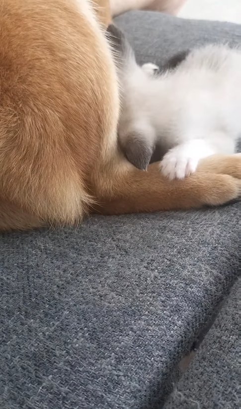ソファで伏せをする柴犬の足にくっついている子猫