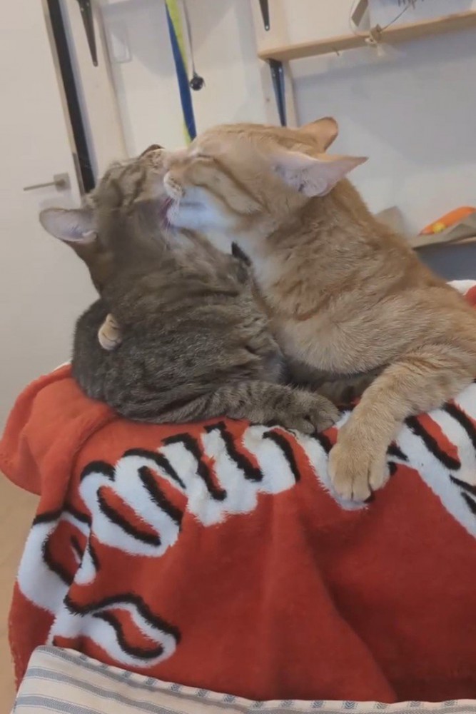 キジトラ猫を舐める茶トラ猫