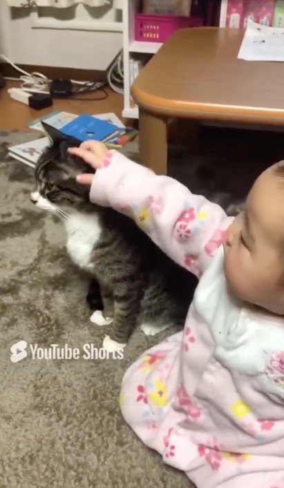 猫を撫でる赤ちゃん