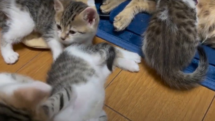 3匹の子猫と右上に親猫の後足のみ