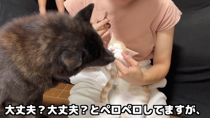 猫にペロペロする犬