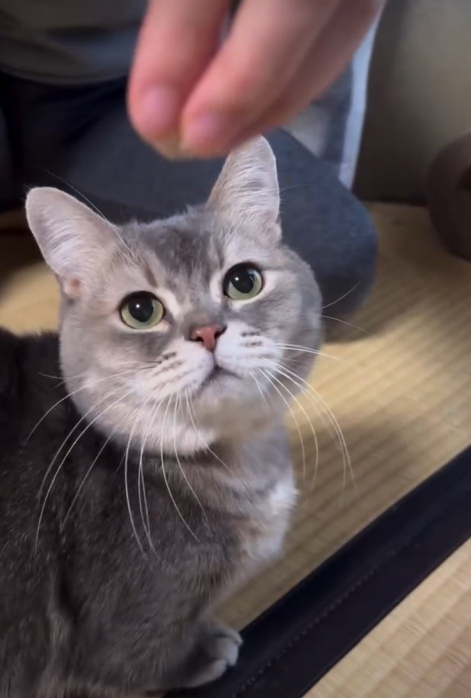 ご褒美をもらうココスくん