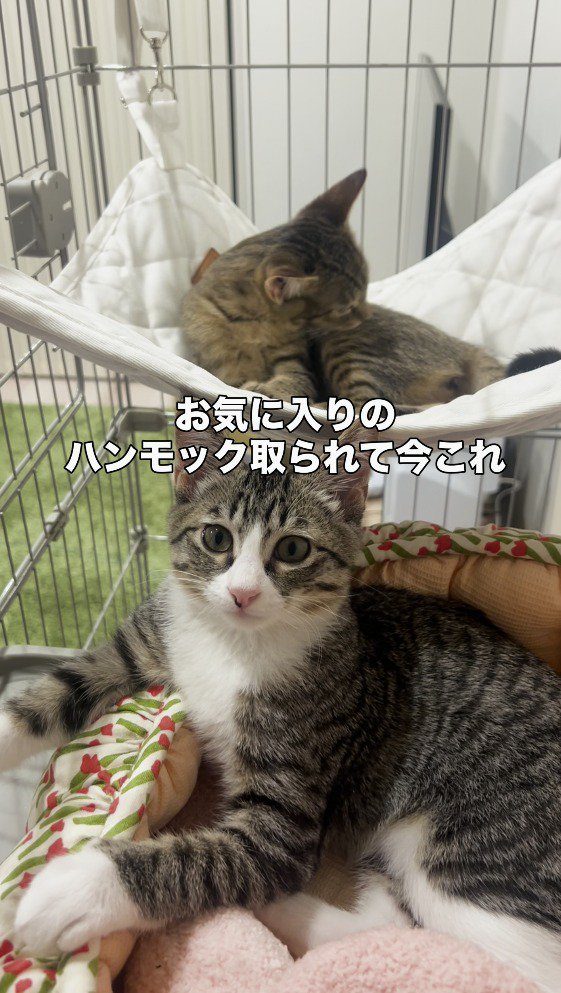 ハンモックの上に乗るキジトラ猫と、その手前に座るキジ白猫