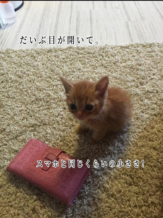 スマホと並ぶ子猫