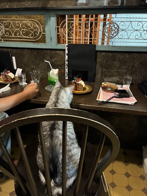 喫茶店のカウンター席に座る猫の後姿