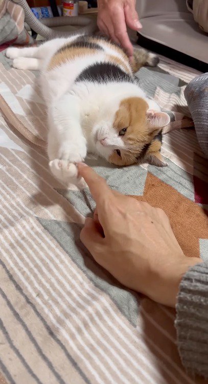 飼い主の指を前足で掴む猫
