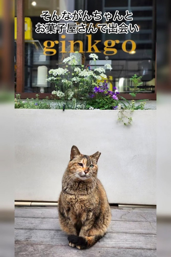 お店の前に座る猫%お菓子屋さんで出会った