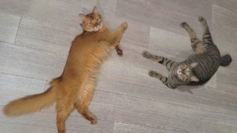 寝転がる2匹の猫