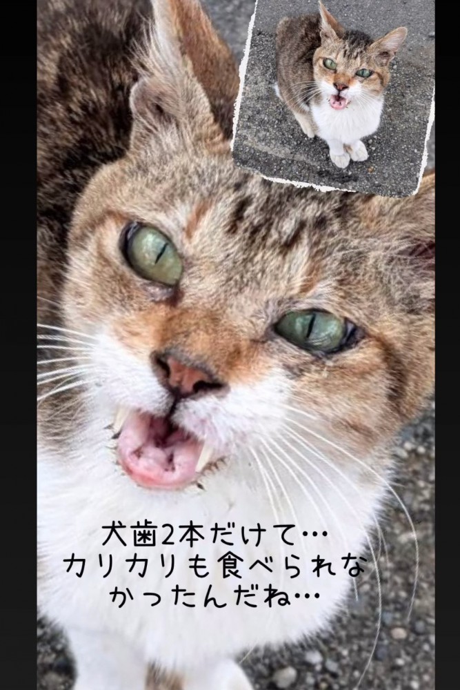 口を開ける猫の顔