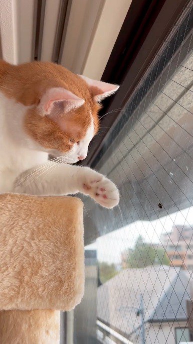 前足を虫に近づける猫