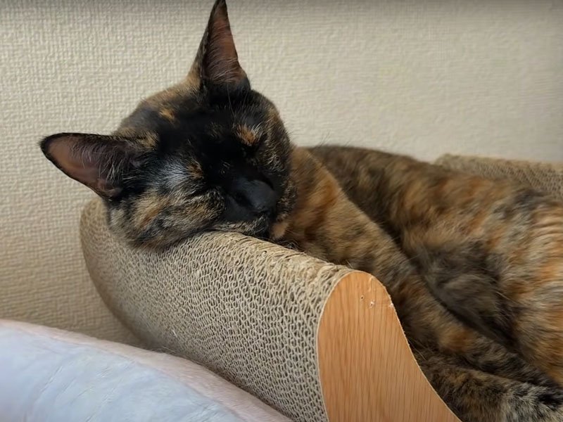 爪とぎの上で寝る猫
