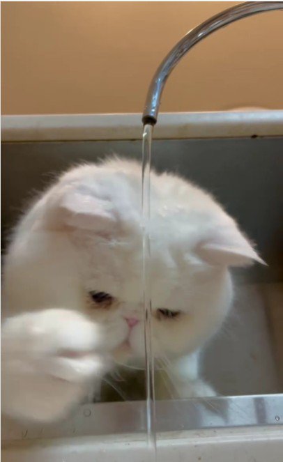 水遊びをする猫