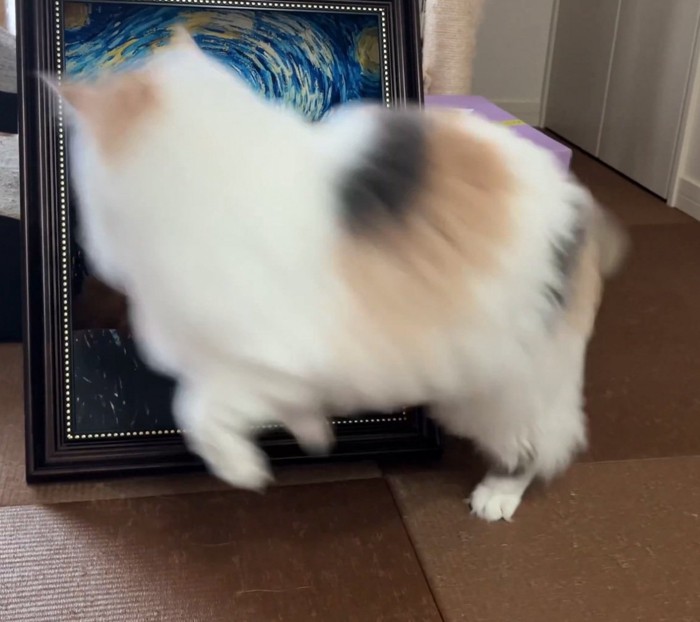 ジャンプする猫
