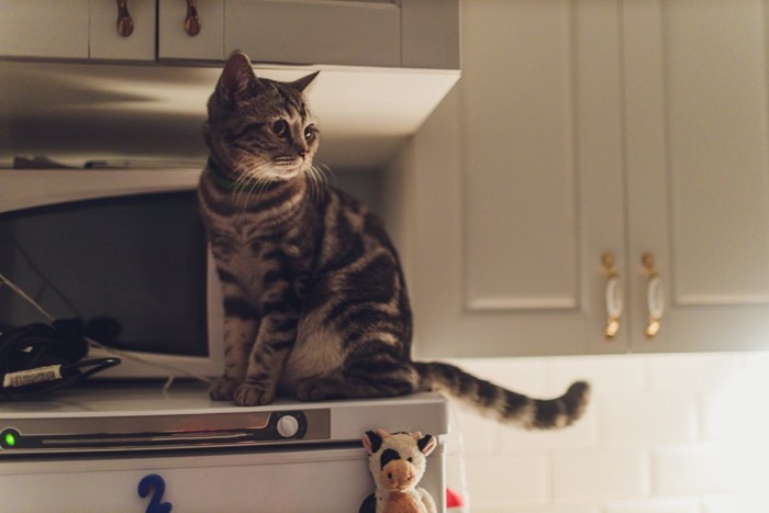 夜に動き回る猫