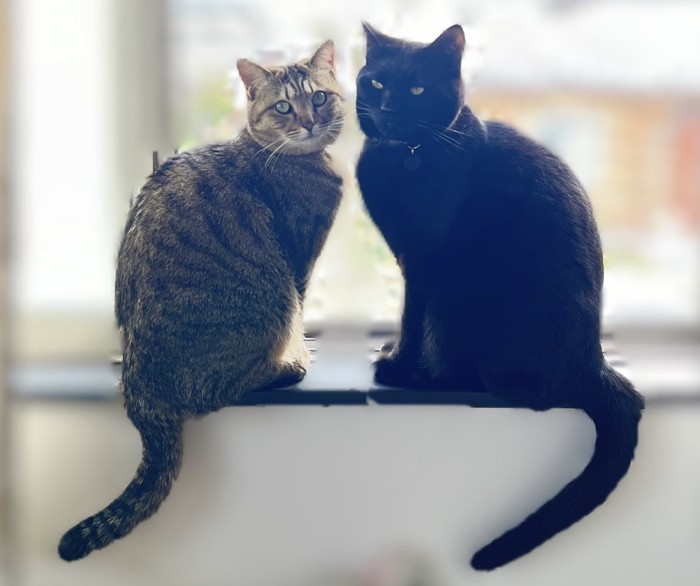 並んで座る2匹の猫