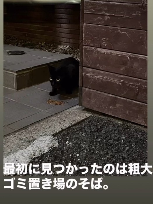 座っている猫