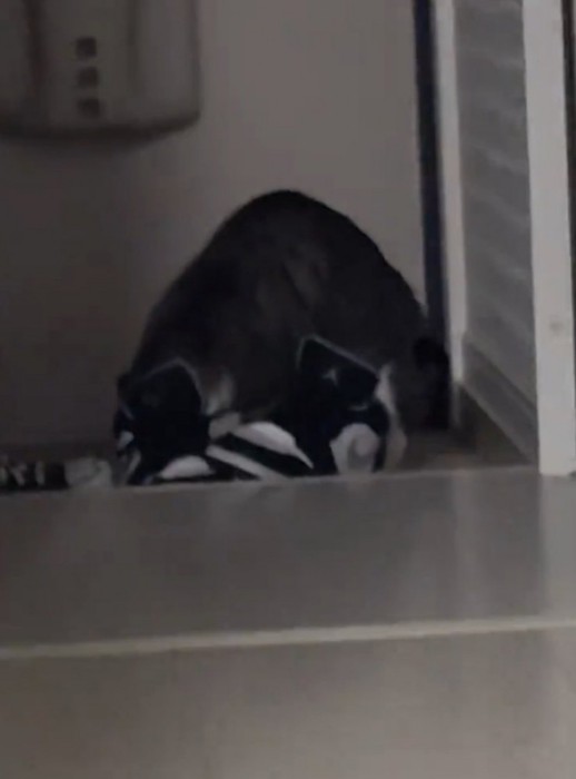 怪しい猫