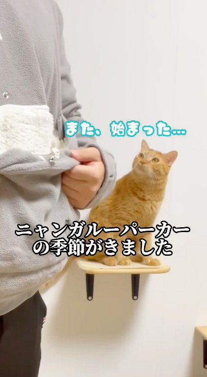 飼い主の背後から飼い主を見つめる茶トラ猫