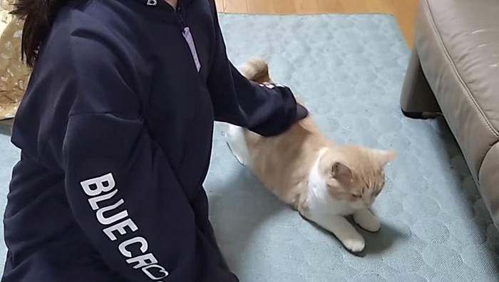 飼い主に背中を撫でられるスコティッシュフォールド