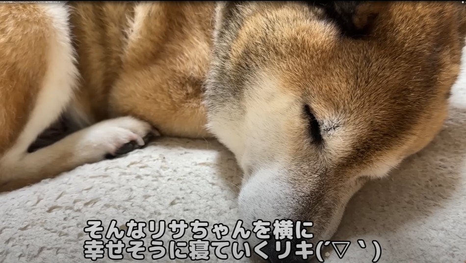 眠る柴犬