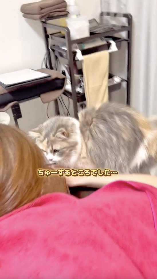 勢い余ってキスする直前の猫