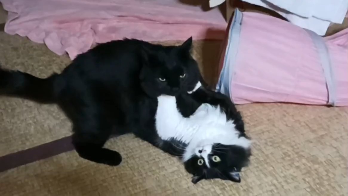 じゃれて遊ぶ2匹の猫