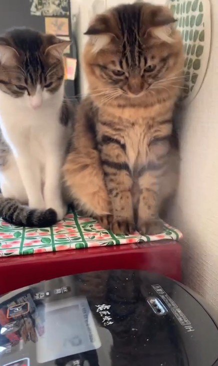 炊飯器を見つめる2匹の猫