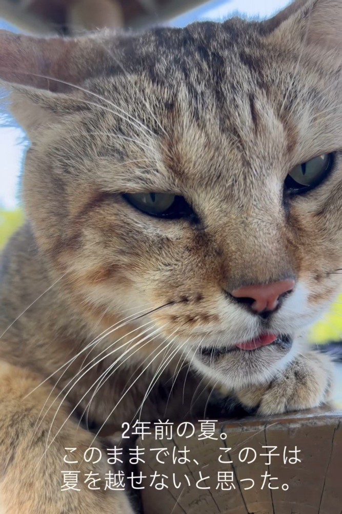 口を開けている猫