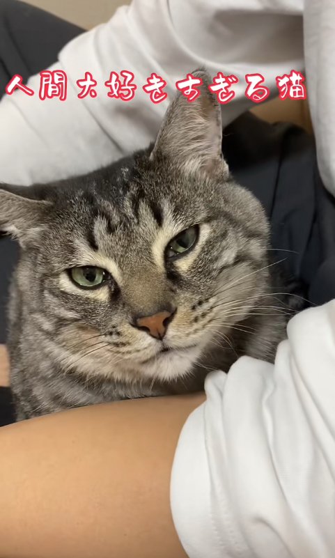 膝の上に乗っているカメラ目線の猫「人間大好きすぎる猫」