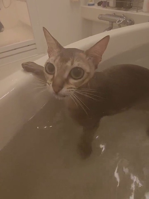 お風呂に入る猫