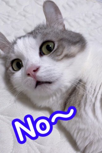 NOを突きつける猫