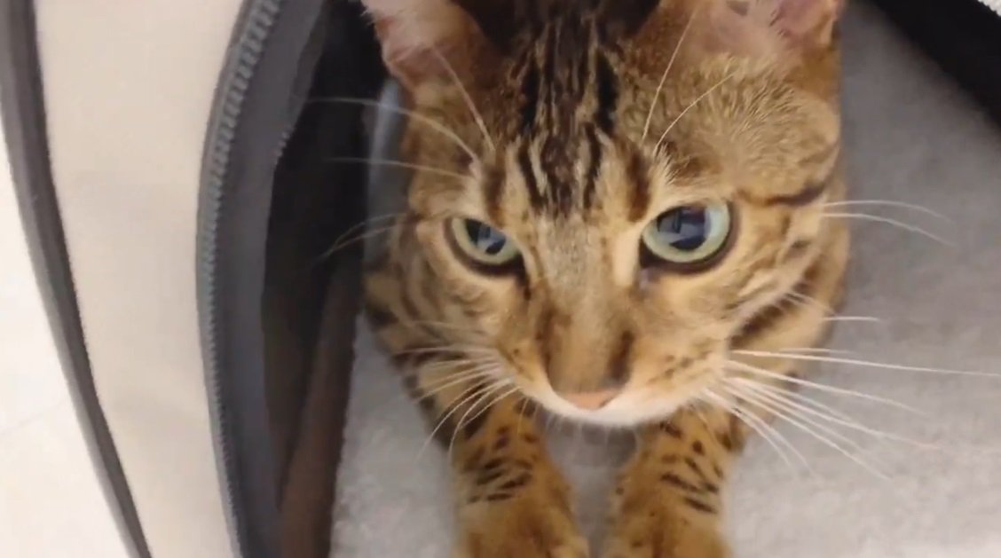 キャリーの中のベンガル猫