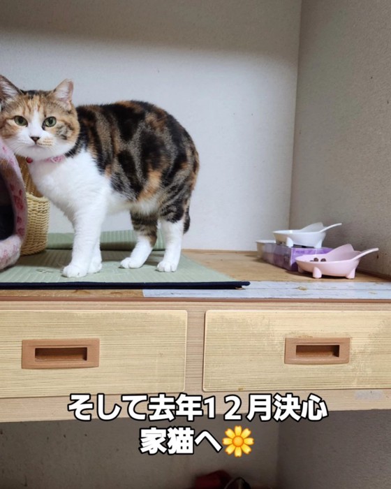 立っている猫