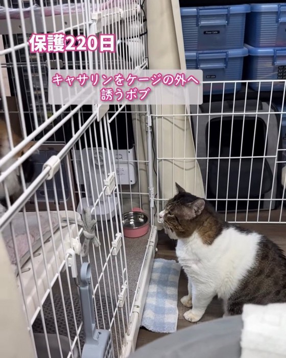 ケージの前に座る猫