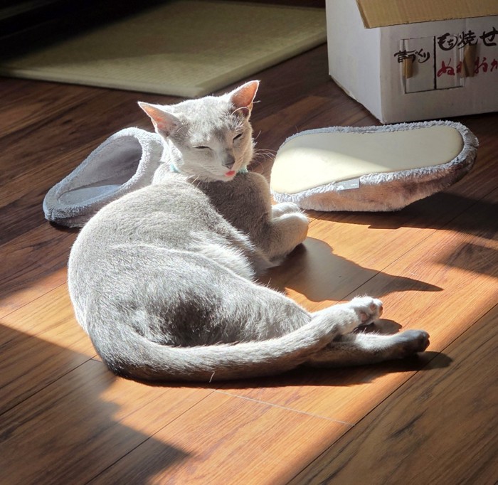 日向ぼっこする猫