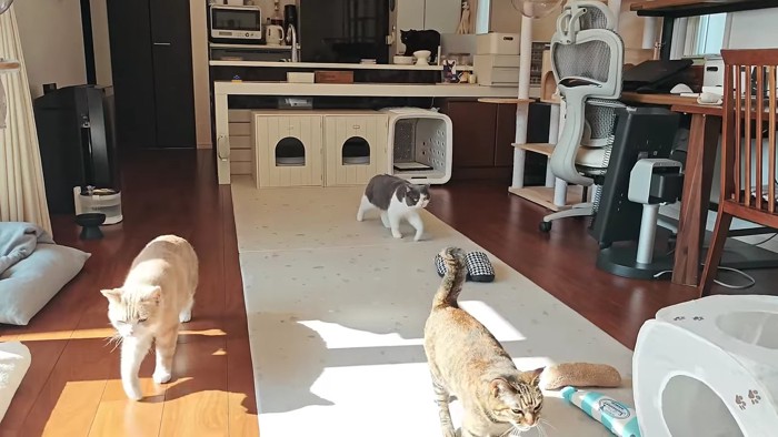 おやつに集まってくる猫達