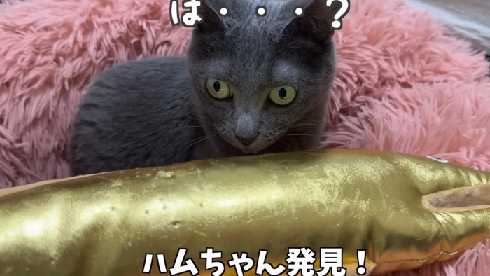 「ハムちゃん発見!」