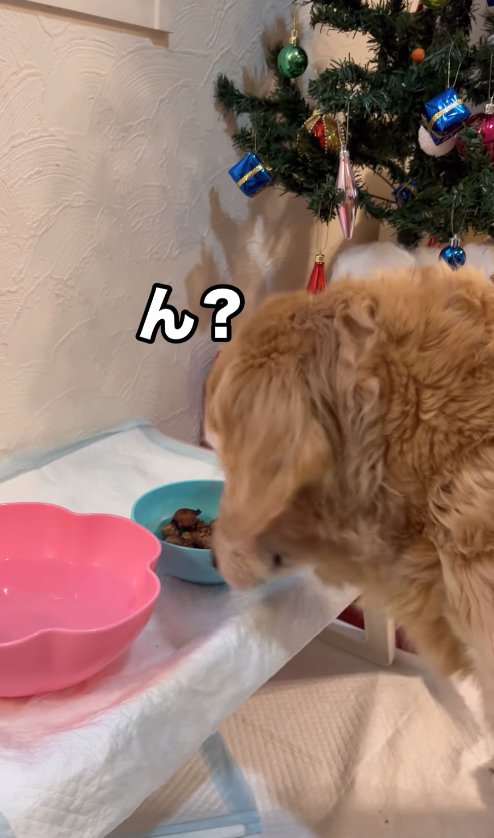 お肉の入ったお皿を見つめる犬「ん?」