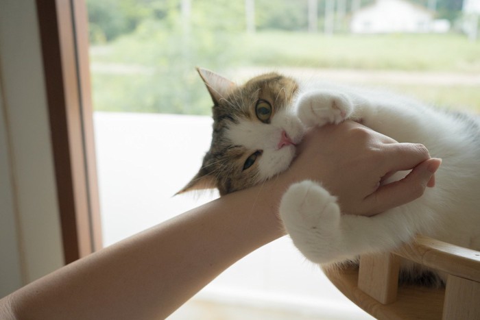 飼い主の手を噛む猫