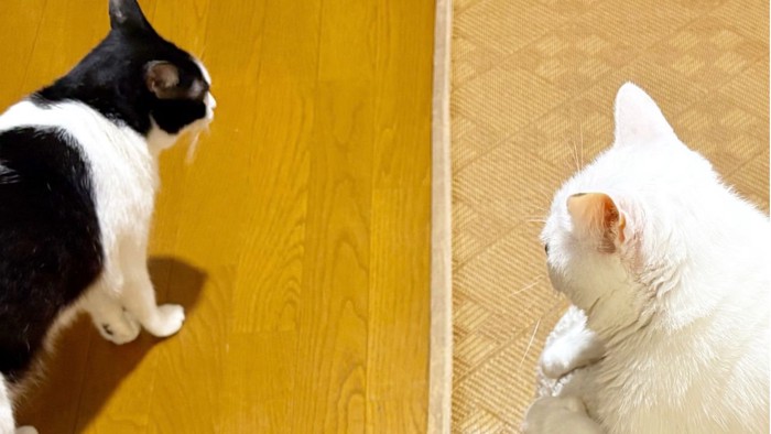 上から撮影した2匹の猫