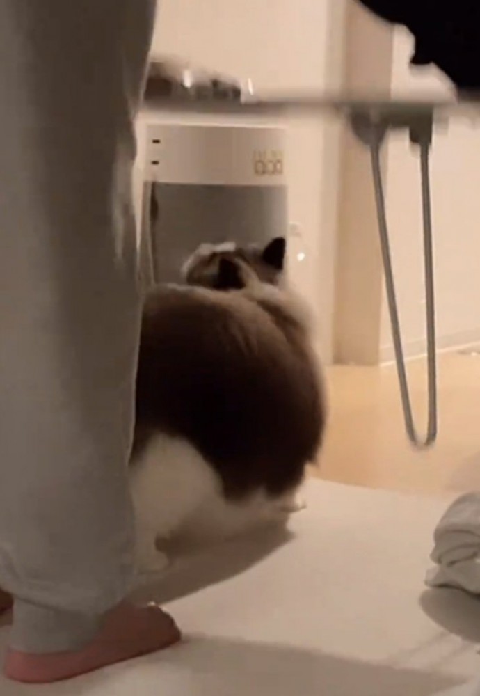 机の下に隠れる猫