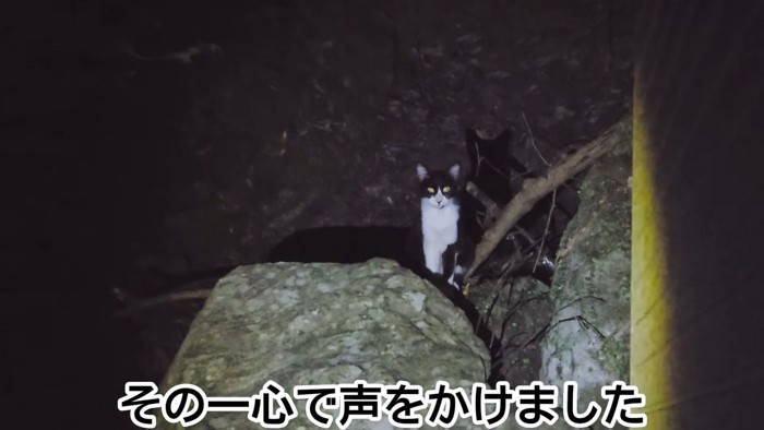 暗闇にいる猫
