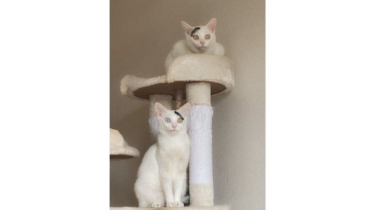 キャットタワーにいる猫