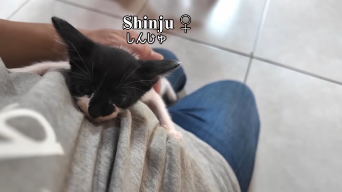 テロップ「しんじゅ」