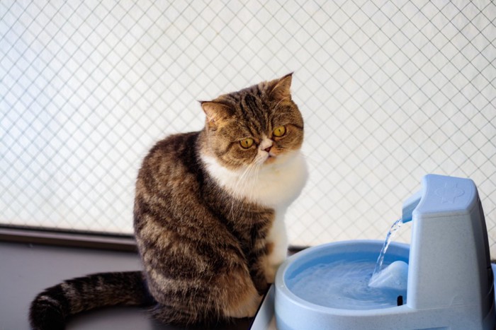 ぶどうを見つめる猫