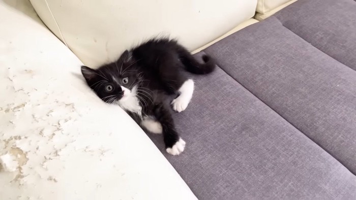 ソファの隅に
