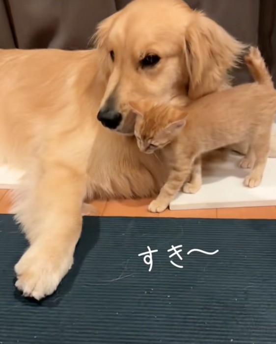 犬に擦り寄る猫