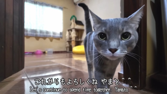 カメラに近づく猫