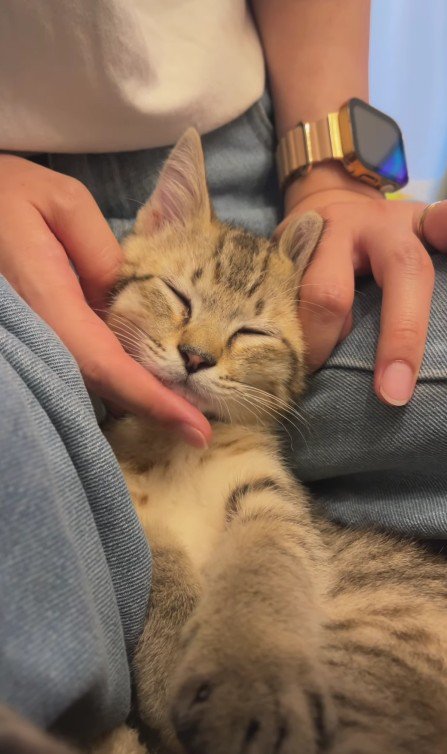 なでられている猫