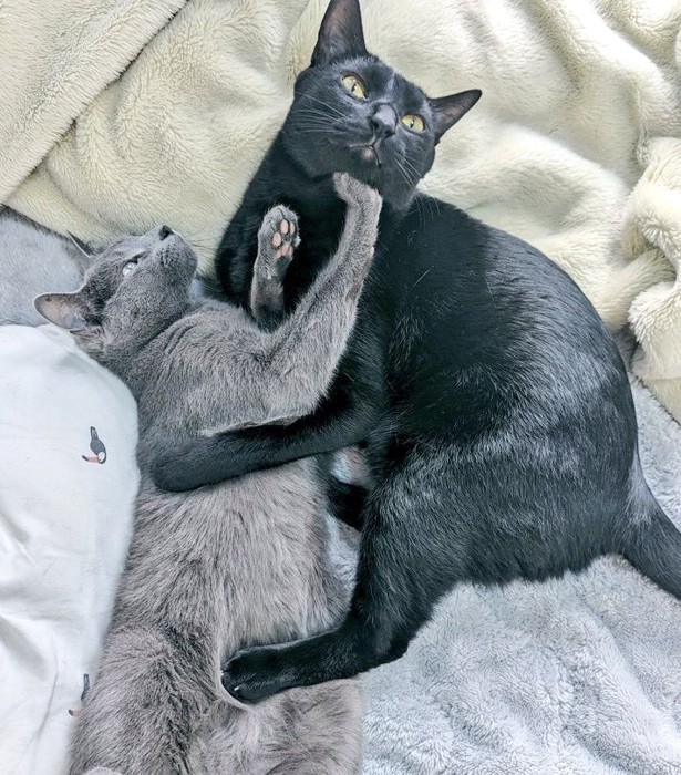 同居猫に抱きつく猫
